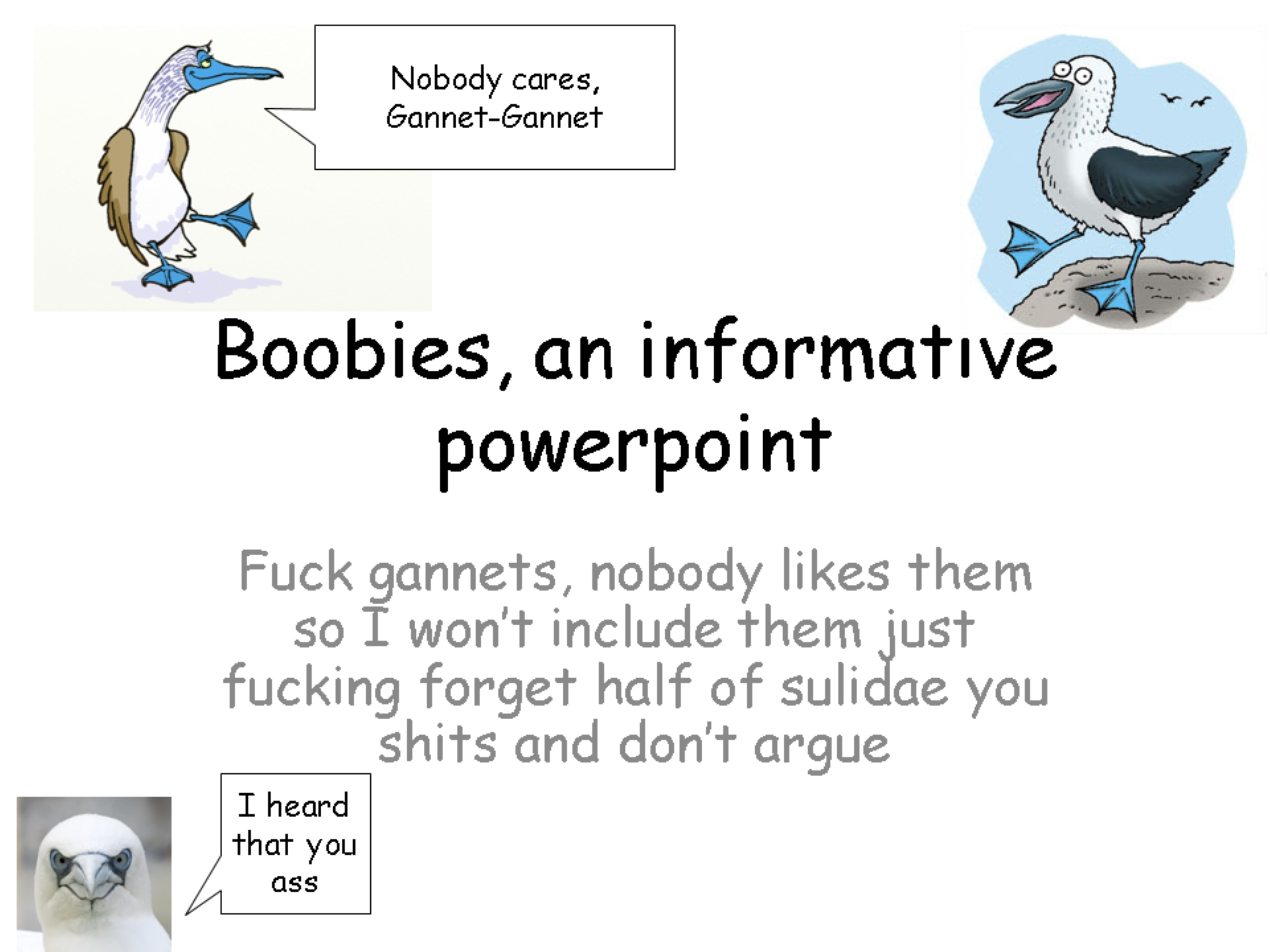 Boobies, an informative powerpoint.pptx