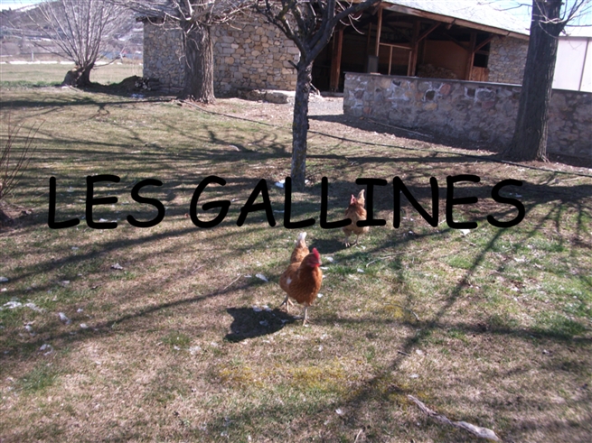 Gallines Noelia.ppt